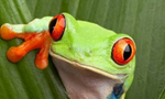 Frog image